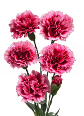 dianthus