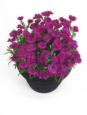 dianthus1