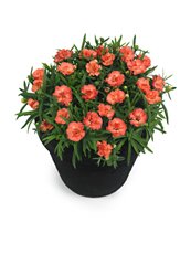 dianthus2