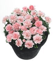 dianthus3