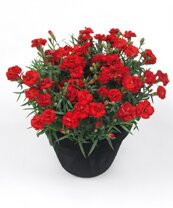 dianthus4