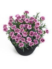 dianthus5