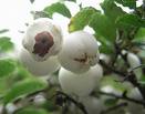 gaultheria fruits1