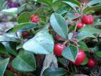 gaultheria procumbens3