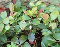 gaultheria procumbens4