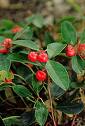 gaultheria provumbens11