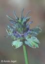 nigella sativa