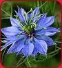 nigella sativa3