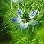 nigella sativa5