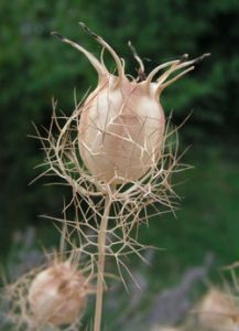 nigella zaadcapsule