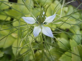 nigella