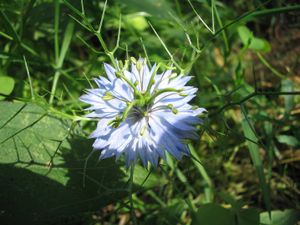 nigella1