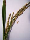 oryza4