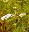 ammi visnaga