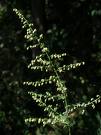 artemisia annua1