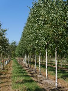 Betula alba