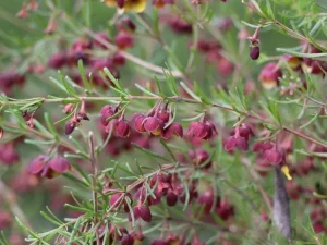 Boronia megastigma