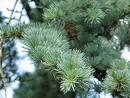 cedrus atlantica