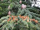 cedrus atlantica2