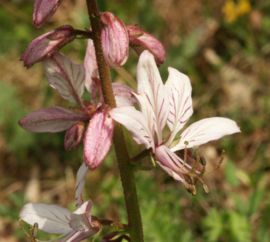 dictamnus bloem