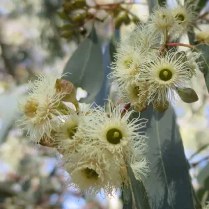 Eucalyptus albens