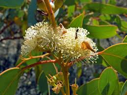 Eucalyptus camaldulensis