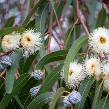 Eucalyptus globulus