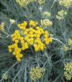 helichrysum angust.