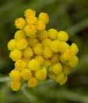 helichrysum2