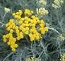 helichrysum_angust.