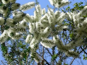 Melaleuca alternifolia