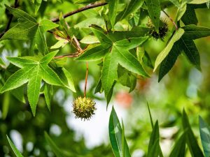 Liquidambar orientalis