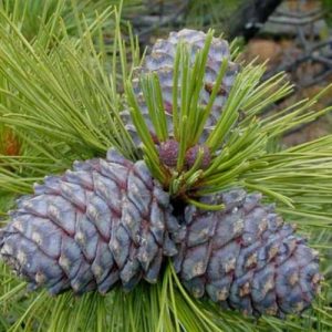 Pinus cembra-sibirica