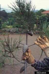 Pinus pinaster soland