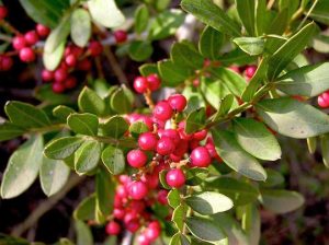 Pistacia lentiscus