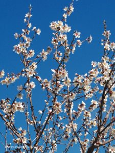 Prunus dulcis