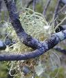 usnea barbata2