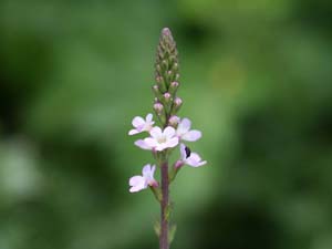 verbena off.