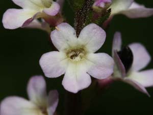 verbena offi