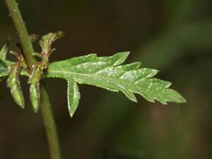 verbena offici