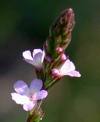 verbena officinalis