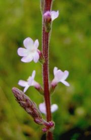 verbena5